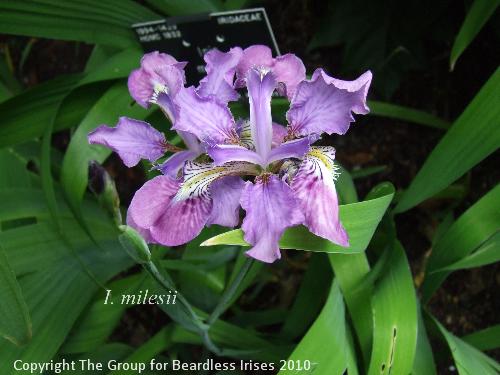 DSCF7538 - milesii